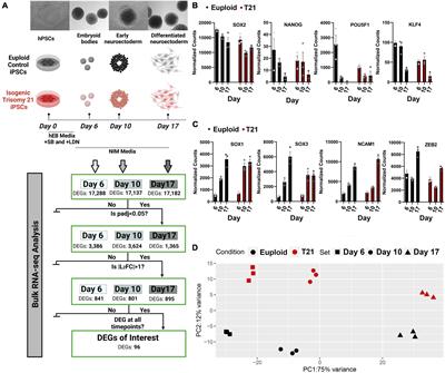 Transcriptional consequences of trisomy 21 on neural induction